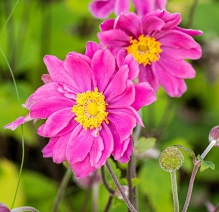 Anemone hupehensis 'Emmy Deep Rose' Vaso 14. è una pianta erbacea perenne da esposizione in mezz'ombra, raggiunge un'altezza massima di 90 cm, fiorisce da Agosto fino a Ottobre di colore rosa acceso. Ama l'esposizione soleggiata ma cresce bene anche in mezz'ombra.