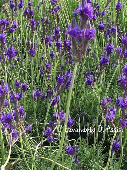 La Lavanda pinnata è una varietà di lavanda con foglie lanceolate e lobate distintive e fiori blu-lavanda profumati. Questa pianta emana il classico profumo rilassante della lavanda ed è ideale per giardini, bordure e aiuole grazie alla sua bellezza ornamentale. La Lavanda pinnata è ampiamente apprezzata per la sua forma unica e il suo aroma incantevole.