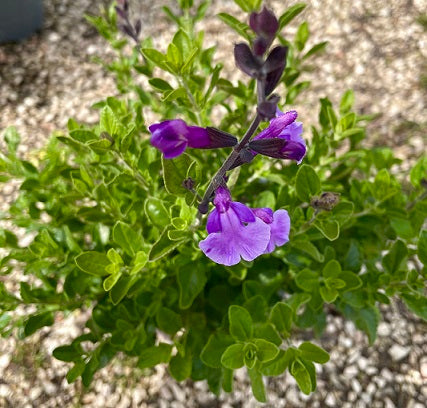 La Salvia Blue Monrovia è una varietà di salvia con fiori viola intensi e un aspetto attraente. È una pianta perenne resistente e una scelta popolare per chi cerca di aggiungere colore e vita selvatica al proprio giardino.
