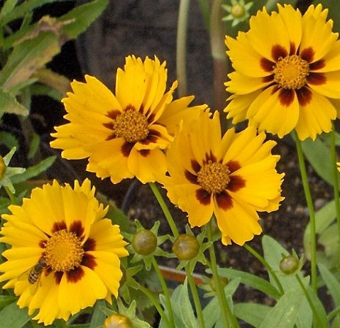 Coreopsis Lanceolata Walter Vaso 14 cm, è una pianta erbacea perenne, a fioritura estiva e rifiorente con dei fiori di colore giallo, raggiunge un'altezza massima di 50 cm, ama stare al sole.