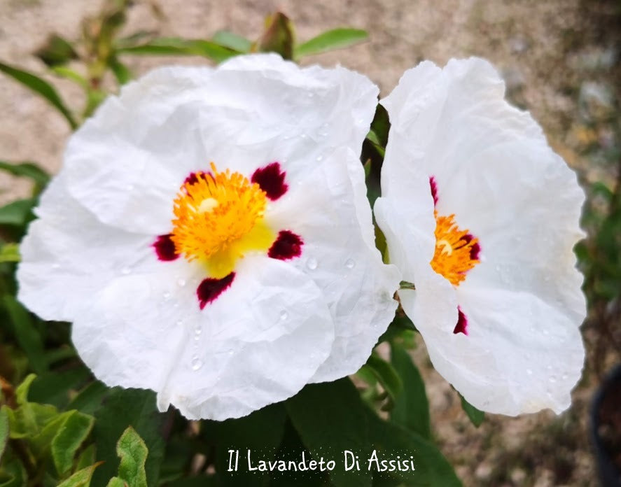 Cistus x purpureus 'Alan Fradd' è un arbusto vigoroso e sempreverde, le foglie sono verde scuro ama il terreno ben drenato come esposizione pieno sole o mezz' ombra il fiore è bianco con marrone  Cistus Alan Fradd vaso 18