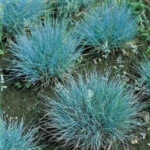 La Festuca glauca 'Azurit' è una varietà di graminacea ornamentale nota per il suo colore blu-argento. È una pianta perenne sempreverde che forma ciuffi densi di fogliame sottile e rigido. Le sue foglie sono di un colore blu intenso, da cui deriva il nome "Azurit". Questa pianta è apprezzata per il suo aspetto decorativo e la sua resistenza alla siccità, il che la rende una scelta popolare per i giardini rocciosi, i bordi dei giardini e i contenitori. .