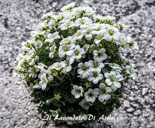 La Saxifraga con fiori bianchi è una pianta perenne caratterizzata da piccoli fiori bianchi o crema e foglie spesso carnose. La sua altezza può variare, e molte specie formano rosette basali. Fiorisce di solito in primavera o all'inizio dell'estate e cresce bene in terreni ben drenati. Adatta per giardini rocciosi, bordure o vasi, la saxifraga richiede generalmente cure minime e può aggiungere un tocco delicato e decorativo a vari ambienti.