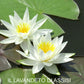 Vendita Ninfea bianca (Nymphaea alba) è una pianta acquatica caratterizzata da foglie galleggianti a forma di cuore e fiori grandi di colore bianco. I fiori emergono sopra la superficie dell'acqua durante i mesi estivi, diffondendo un delicato profumo dolce. Questa pianta è spesso associata a simbolismi culturali e religiosi e può essere coltivata in laghetti ornamentali o giardini d'acqua, richiedendo una posizione soleggiata.