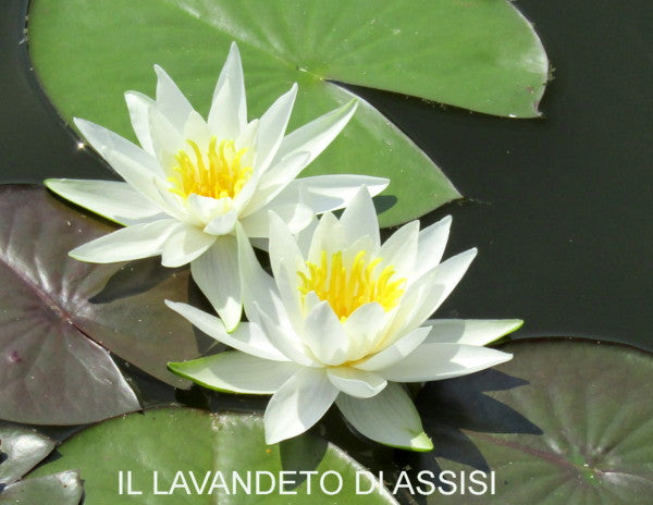 Vendita Ninfea bianca (Nymphaea alba) è una pianta acquatica caratterizzata da foglie galleggianti a forma di cuore e fiori grandi di colore bianco. I fiori emergono sopra la superficie dell'acqua durante i mesi estivi, diffondendo un delicato profumo dolce. Questa pianta è spesso associata a simbolismi culturali e religiosi e può essere coltivata in laghetti ornamentali o giardini d'acqua, richiedendo una posizione soleggiata.