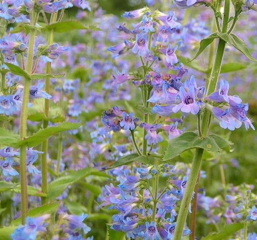Penstemon ovatus Vaso 14.  è una pianta perenne che ama l'esposizione sole-mezz'ombra, fiorisce a Maggio Giugno con dei fiori di colore blu.