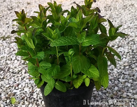 La menta marocchina è una varietà di menta con foglie lanceolate ricciute e un aroma fresco e speziato. È utilizzata in cucina nordafricana e in erboristeria per scopi digestivi.