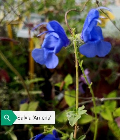 Salvia Amena