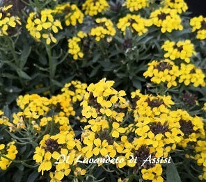 Vendita Erysimum hybridum, conosciuto anche come erisimo o violaciocca, è una pianta ornamentale apprezzata per i suoi fiori profumati e la lunga fioritura. È un'aggiunta affascinante ai giardini e ai prati, attirando insetti impollinatori e aggiungendo colore e vitalità agli spazi esterni.