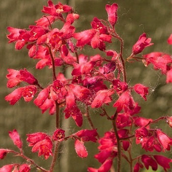 Heuchera sanguinea Splendens è una varietà di Heuchera nota per le sue foglie verde scuro lobate e i fiori rosso brillante. Di solito cresce fino a 30-45 centimetri di altezza e forma cuscini densi di foglie basali. Durante la primavera e l'estate, produce steli eretti coperti da fiori a forma di campana che attirano farfalle e impollinatori. Questa varietà è ideale per bordure e giardini rocciosi, aggiungendo colore e vivacità al paesaggio in zone ombrose.