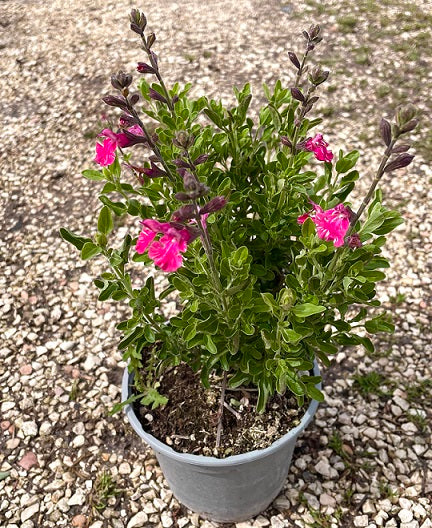 Salvia Cassandra in vendita in vaso 14.  è una salvia da fiore ornamentale, ama. stare al sole, ha bisogno di poche cure e poca acqua. il suo periodo di fioritura va da Aprile A Novembre.   