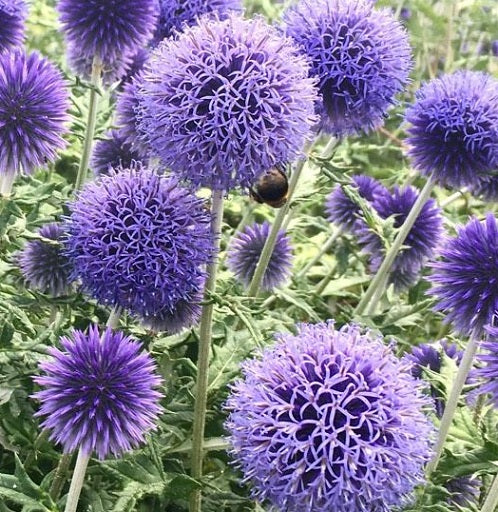  L'Echinops ritro 'Blue Globe' è una pianta perenne caratterizzata da capolini floreali sferici di colore blu intenso, che si sviluppano in estate. La sua forma compatta raggiunge un'altezza di circa 90-120 centimetri, con foglie lanceolate grigio-verdi. Apprezzata per la sua resistenza e adattabilità, questa pianta è ideale per giardini perenni e rocciosi, richiedendo terreni ben drenati e esposizione soleggiata. La 'Blue Globe' è anche nota per attirare farfalle e api.