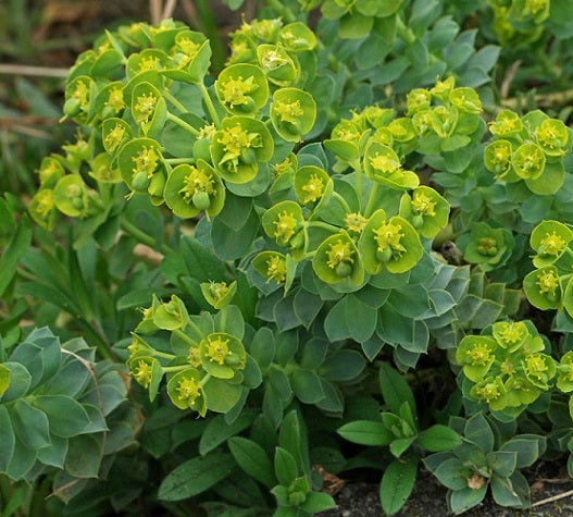  L'Euphorbia myrsinites, conosciuta anche come Spurge di Myrsine, è una pianta succulenta perenne caratterizzata da cuscini bassi e densi di foglie lanceolate blu-grigie. In primavera, produce fiori gialli riuniti in infiorescenze a ombrella sulla parte superiore dei rami. Adatta a terreni secchi e rocciosi, questa Euphorbia è ideale per giardini xeriscapici e coperture del terreno, essendo resistente e tollerante alla siccità. 