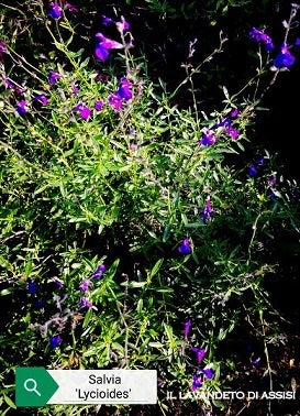  La Salvia lycioides, conosciuta anche come Chia Sage o Desert Sage, è un arbusto perenne con foglie strette e grigie. Durante la fioritura, spighe di fiori tubolari blu-lilla si ergono sopra la pianta, aggiungendo un tocco di colore. Adatta ai climi caldi e secchi, questa pianta è resistente e richiede terreni ben drenati e pieno sole. Popolare per giardini xeriscaping e giardini desertici, emana un leggero profumo.