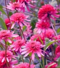 L'Echinacea "Southern Belle" in vendita è una varietà di coneflower (Echinacea) di colore rosa intenso. Questa pianta perenne è caratterizzata da fiori di forma conica, simili a margherite, dal colore rosa vivace. È una scelta popolare nei giardini per il suo aspetto ornamentale e per attrarre api e farfalle.