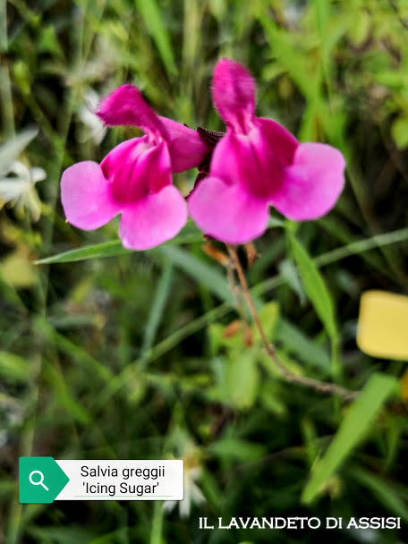 La Salvia greggii 'Icing Sugar' è una varietà di Salvia greggii apprezzata per i suoi fiori dai toni delicati e dolci, spesso associati ai colori di uno zucchero a velo. Questa pianta arbustiva produce spighe di fiori tubolari in tonalità pastello, che possono variare tra il rosa e il lavanda. Le foglie sono di solito verde scuro e la pianta fiorisce durante la primavera e l'autunno. Resiliente e attraente, è adatta per bordure, aiuole e giardini rocciosi, attraendo colibrì e farfalle.