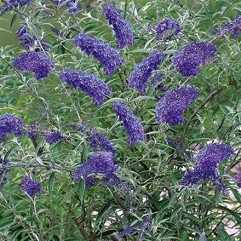 La Buddleja Nano Blue è un arbusto che ama una posizione soleggiata, fiorisce da luglio a settembre con dei coni di colore blu, è anche chiamata piante delle farfalle.