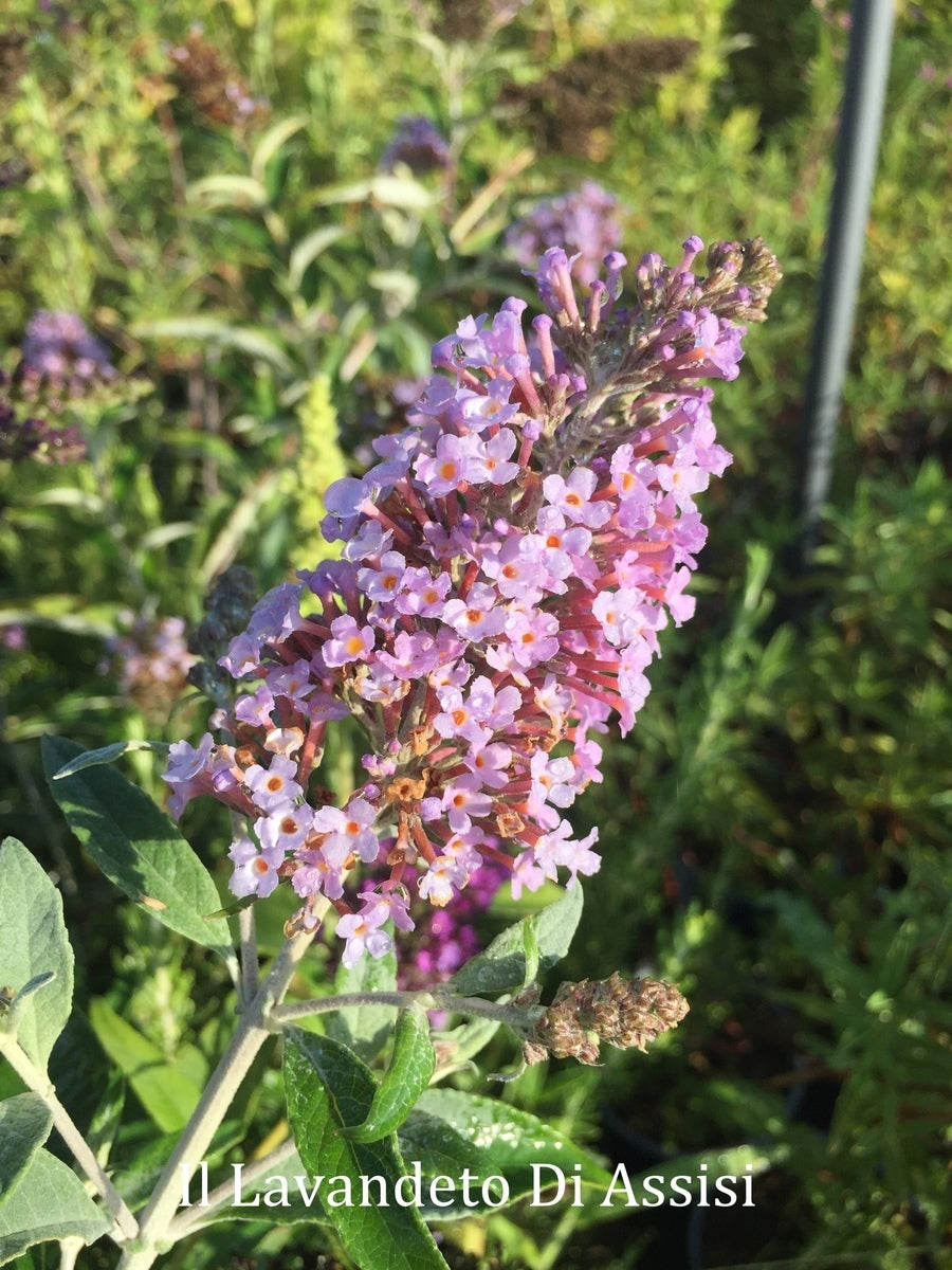 Buddleja Hibrida Pink Dilight vaso 18 cm