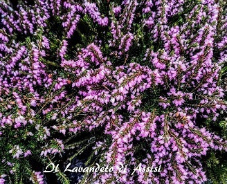 Erica carnea pink flowers