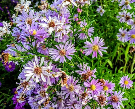 Aster novi belgi colore azzurro vaso 14 cm di diametro  Gli aster sono piante perenni stupende che in autunno regalano fioriture eccezionali.  Pianta vigorosa alta da 60 a 90 cm, resistente al gelo, al caldo e alla siccità, non hanno bisogno di cure,  La sua fioritura avviene da metà settembre ad Ottobre, fiori simili alle marghetite, di coloro azzurro,  cespugli alti. 