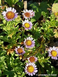 Vendita Erigeron speciosus 'Grandiflorus', è una varietà di daisy di mare caratterizzata da fiori a forma di margherita notevolmente grandi in tonalità di rosa, lavanda o blu. È una pianta perenne ornamentale adatta a giardini e aiuole, ideale per attirare farfalle e api.