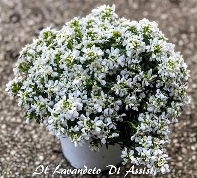 L'Iberis sempervirens in vendita in vaso 14 cm, èuna pianta perenne a bassa crescita. Le sue foglie strette e di colore verde scuro rimangono verdi tutto l'anno, conferendo alla pianta un aspetto sempreverde. Durante la primavera e l'inizio dell'estate, l'Iberis sempervirens produce una profusione di piccoli fiori a forma di stella o campana, disponibili in varie tonalità, tra cui il bianco, il rosa e il viola. 