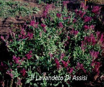 Salvia nemorosa plumosa