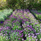 La Lavanda stoechas è una pianta perenne che cresce fino a un'altezza di circa 30-60 centimetri. Le sue foglie sono di colore grigio-verde, lunghe e strette.