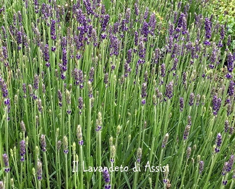 La Lavanda 'Gorgeous' è una varietà di lavanda con fiori di colore viola scuro. Questa pianta emana il classico profumo aromatico della lavanda ed è apprezzata per la sua bellezza ornamentale in giardini e bordure. La 'Gorgeous' è nota anche per attirare insetti benefici come api e farfalle, contribuendo alla biodiversità del giardino.
