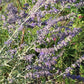 La Perovskia atriplicifolia è una  erbacea perenne, originaria dell'Asia. Produce fusti legnosi o semilegnosi,  che danno origine ad  arbusto, alto circa 90-100 cm; il fogliame è di colore verde-grigiastro;  le foglie emanano un intenso profumo di salvia. Dalla primavera inoltrata, fino all'estate, all'apice dei fusti sbocciano piccoli fiori di colore blu, simili ai fiori di lavanda, riuniti in lunghe spighe. 