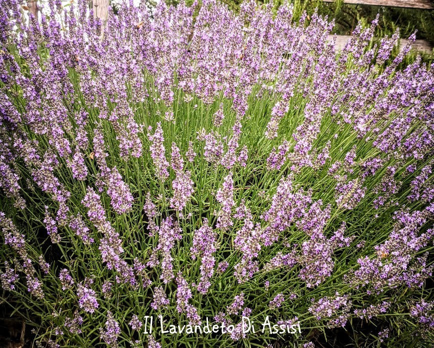 lavanda intermedia sussex, 