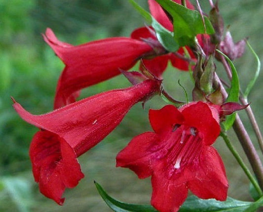 Penstemon barbatus 'Coccineus' Vaso 14.  è una pianta perenne che ama come esposizione sole-mazz'ombra, può raggiungere un'altezza massima di 150 cm e fiorisce da Giugno ad Agosto con dei fiori colore rosso scarlatto.