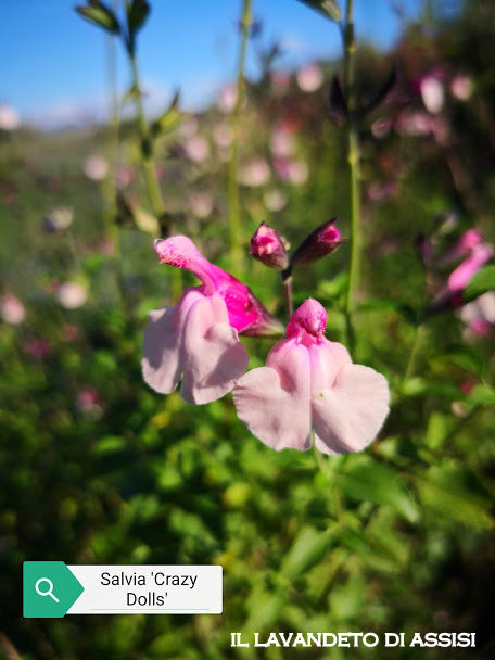 Salvia 'Crazy Dolls', Salvia 'Crazy Dolls' vendita online, vendita Salvia 'Crazy Dolls', salvie resistenti al freddo. salvie resistenti al gelo, Salvia 'Crazy Dolls' per giardino, salvia con fiore rosa, salvia da fiore rosa vendita