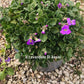 Aubretia caucasica vaso 14 cm di diametro.   è una Perenne ama il terreno Roccioso e il sole, il periodo di fioritura va da Aprile a Maggio    