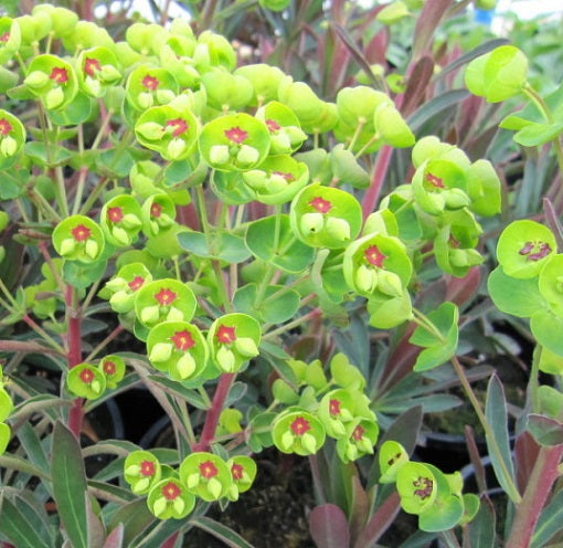 L'Euphorbia martini è una pianta perenne con foglie lanceolate grigio-verdi e fiori insoliti di colore verde pallido o verde-giallastro, raccolti in infiorescenze tonde. La sua forma compatta, che raggiunge un'altezza di circa 45-60 centimetri, la rende ideale per giardini perenni e rocciosi. Fiorisce in primavera e estate, prediligendo terreni ben drenati e l'esposizione al sole. Va maneggiata con attenzione poiché produce una linfa irritante.