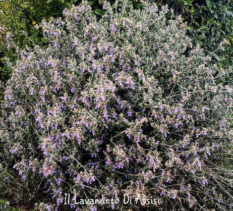 Teucrium fruticans