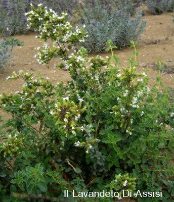 L'origano siciliano è una pianta perenne con foglie piccole e ovali dal colore verde scuro. Ha un aroma e un sapore robusti, con note speziate e agrumate. Durante la fioritura, produce piccoli fiori rosa o viola in pannocchie. Adatto a climi caldi, è utilizzato ampiamente in cucina mediterranea per condire piatti come pizze, insalate, carne e pesce. Con una crescita di 30-60 cm, è facile da coltivare e richiede poco mantenimento.