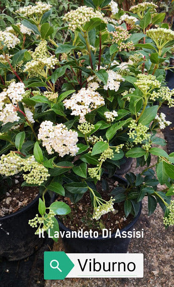 Viburnum