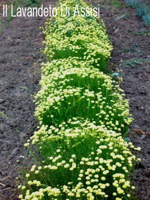 Bellissima pianta perenne profumata, con foglie verdi acceso persistenti e fiori a bottoncino giallo limone, è una Pianta resistente al gelo e alla siccità