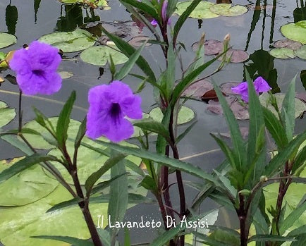 Ruellia brittoniana