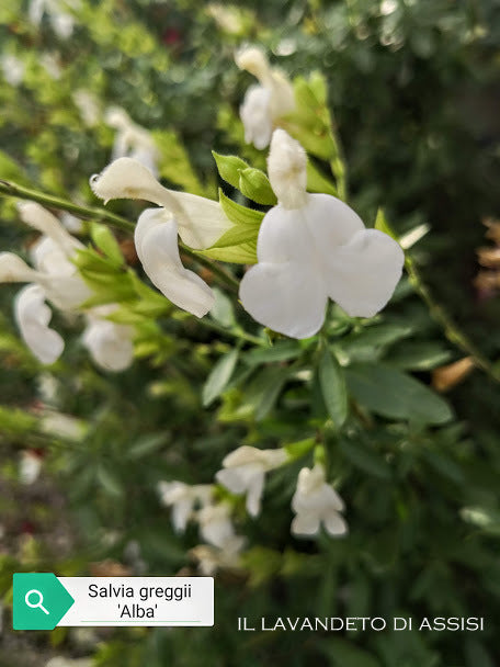 La Salvia greggii 'Alba' è una varietà di Salvia greggii caratterizzata dai suoi fiori tubolari di colore bianco puro. Questa pianta arbustiva ha foglie verde scuro e fiorisce in primavera e autunno. Ideale per giardini e bordure, richiama colibrì e farfalle. La 'Alba' è resistente e richiede terreni ben drenati e esposizione soleggiata.