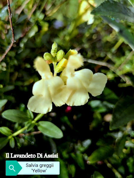  Vendita Salvia 'Yellow' in vaso 14 cm, è una varietà di salvia caratterizzata da fiori di colore giallo brillante, che aggiungono un tocco vivace al giardino. Con fogliame verde scuro, questa pianta compatta raggiunge generalmente un'altezza di 30-60 cm. Ama il pieno sole, richiede terreno ben drenato e fiorisce in primavera ed estate, attirando api e farfalle. Ideale per giardini perenni, bordure o contenitori, richiede una manutenzione moderata per una fioritura continua.