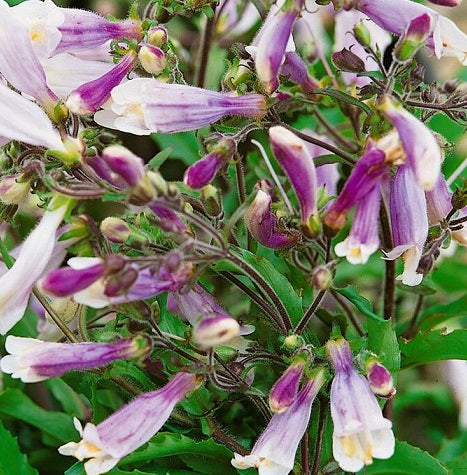 Penstemon hirsutus 'Pygmeus' Vaso 14.  è una pianta perenne che è adatta all'esposizione sole-mezz'ombra, raggiunge un'altezza massima di 40 cm e fiorisce nei mesi primaverili ed estivi con dei fiori viola chiaro.