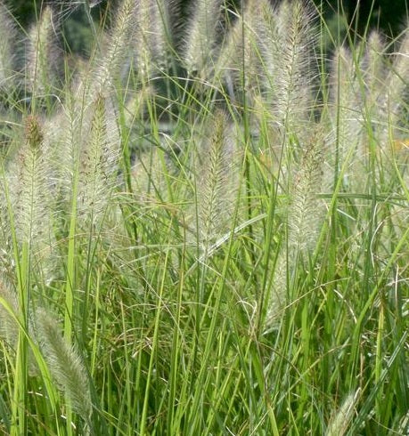 Pennisetum alopecuroides 'Cassian' vaso 18.  è una graminacea che ama l'esposizione in sole-mezz'ombra, raggiunge un'altezza massima di 100 cm, e fiorisce da Agosto ad Ottobre con dei fiori di colore bronzo.