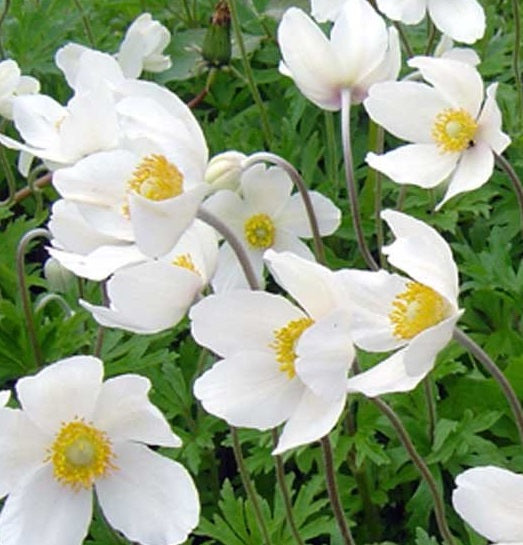L'Anemone sylvestris bianco è una pianta perenne caratterizzata da graziosi fiori a forma di coppa, di colore bianco puro. Con un'altezza che si aggira generalmente tra i 30 e i 60 centimetri, questa varietà fiorisce in primavera, aggiungendo un tocco di eleganza al giardino. Le foglie verdi sono divise in segmenti lobati. Spesso utilizzato per bordure e aiuole, l'Anemone sylvestris è una scelta apprezzata per il suo aspetto raffinato e la fioritura primaverile.