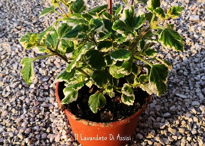 La pianta di Plectranthus è una pianta aromatica apprezzata per le sue foglie profumate e decorative. Le foglie ovali o lanceolate possono variare in colore, spesso con sfumature di verde e argento. Alcune varietà producono fiori profumati di diverse tonalità. Questa pianta cresce bene in posizioni parzialmente ombreggiate e può essere coltivata in giardino o come pianta d'appartamento. Il nome "pianta di incenso" deriva dall'aroma simile all'incenso emesso dalle foglie quando vengono sfregate. 