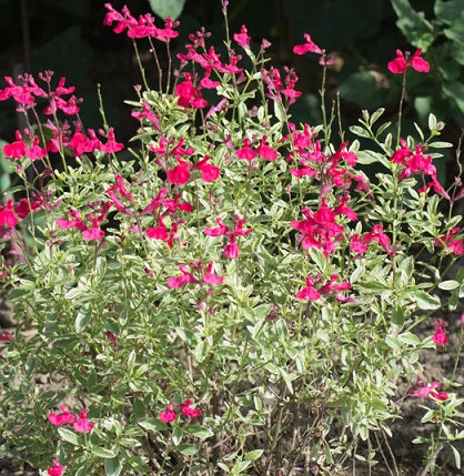 Salvia 'Caramba' vaso 14.  è una pianta perenne che ama stare al sole, può raggiungere un'altezza di 80 cm, fiorisce da Maggio fino a Novembre con dei fiori di colore rosso.