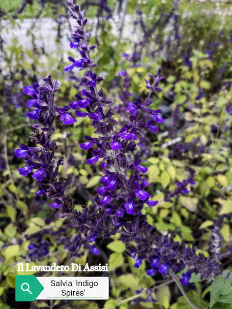 Salvia 'Indigo Spires' vaso 14.  è una pianta perenne che ama l'esposizione soleggiata, fiorisce da Luglio fino a Novembre con dei fiori blu e può raggiungere un'altezza massima di 150 cm.
