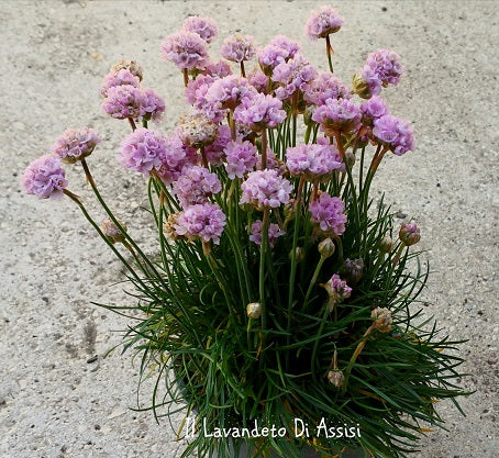 Armeria marittima rosa