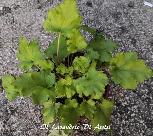 Vendita Heuchera Lime Marmalade in vaso 15 cm, è una varietà di Heuchera amata per le sue foglie di colore verde lime vibrante e il suo aspetto compatto. È una pianta perenne che aggiunge vivacità e interesse visivo ai giardini e ai paesaggi.